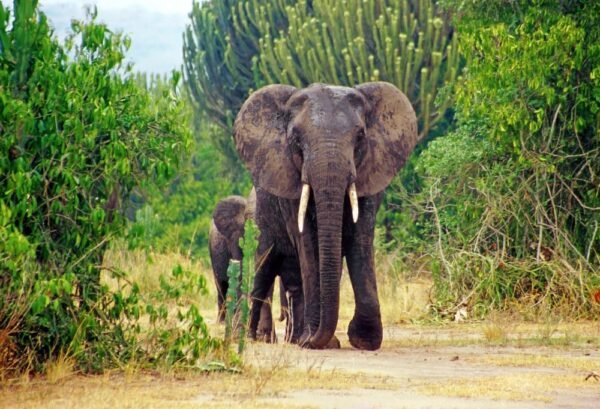 Discover Uganda