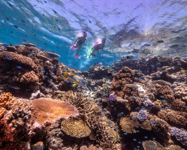 Duiken en snorkelen Great Barrier Reef - lastminute vakantie aanbiedingen