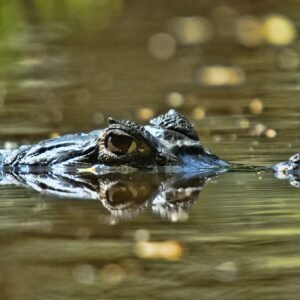 Een Colombiaanse safari - lastminute vakantie aanbiedingen