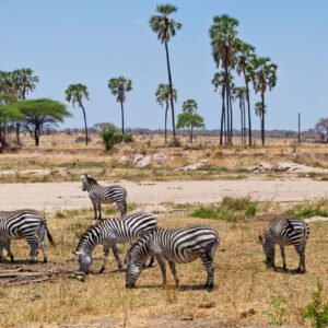 Fly In Safari Ruaha National Park - lastminute vakantie aanbiedingen