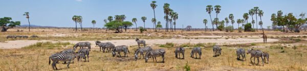 Fly In Safari Ruaha National Park - lastminute vakantie aanbiedingen