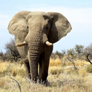Grand tour woestijnen en wildlife Namibië Deluxe - lastminute vakantie aanbiedingen