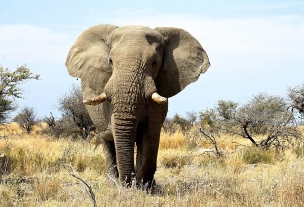 Grand tour woestijnen en wildlife Namibië Deluxe - lastminute vakantie aanbiedingen