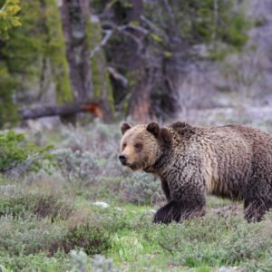 Grizzly’s en wolvensafari Yellowstone - lastminute vakantie aanbiedingen