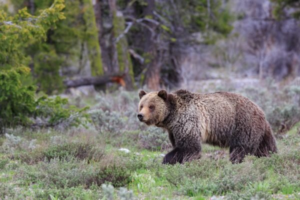 Grizzly’s en wolvensafari Yellowstone - lastminute vakantie aanbiedingen