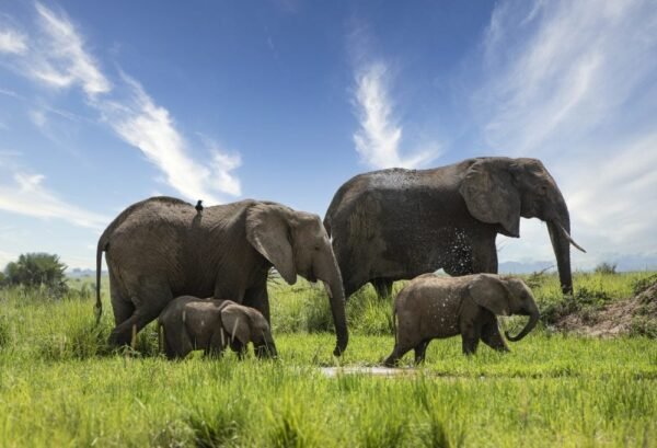 Highlights Wild Uganda - lastminute vakantie aanbiedingen