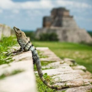 Highlights Yucatán & Chiapas - lastminute vakantie aanbiedingen