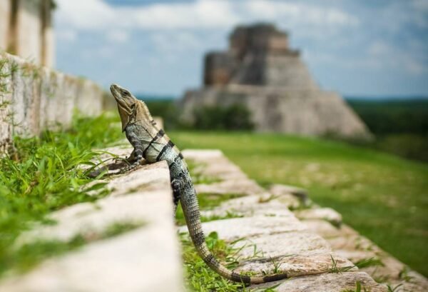 Highlights Yucatán & Chiapas - lastminute vakantie aanbiedingen