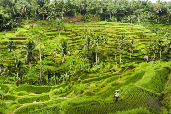 Hoogtepunten van Java en Bali - lastminute vakantie aanbiedingen