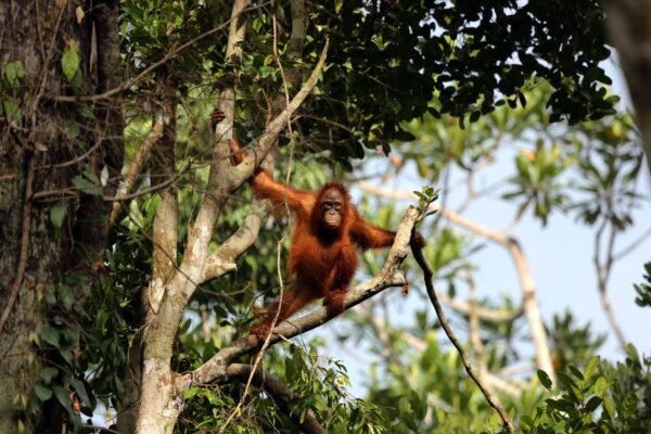 Hoogtepunten van Sumatra