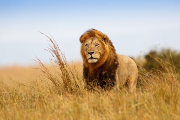 Hoogtepunten van Zuid-Afrika - lastminute vakantie aanbiedingen