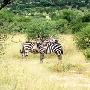 Huwelijksreis Tanzania & Zanzibar - lastminute vakantie aanbiedingen