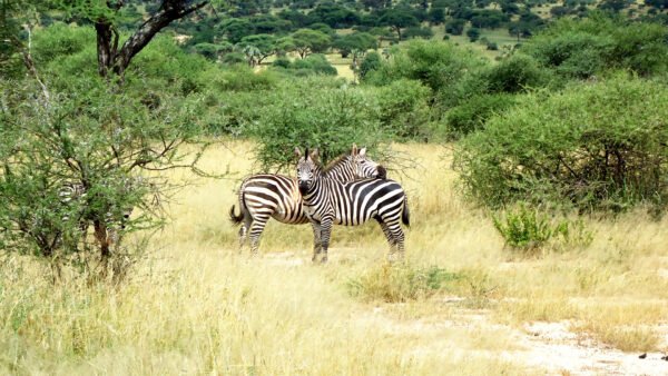 Huwelijksreis Tanzania & Zanzibar - lastminute vakantie aanbiedingen