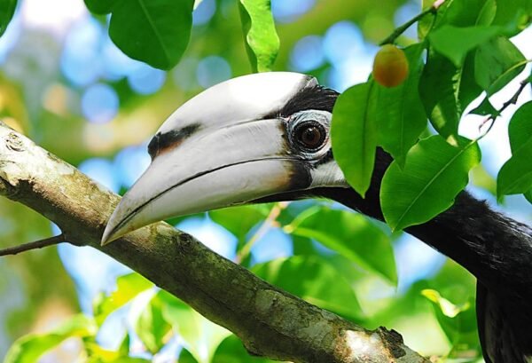 Magnifieke Wildernis van Taman Negara - lastminute vakantie aanbiedingen