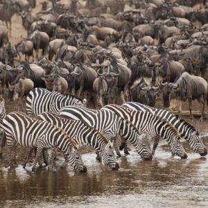 Migratie in de Masai Mara - lastminute vakantie aanbiedingen