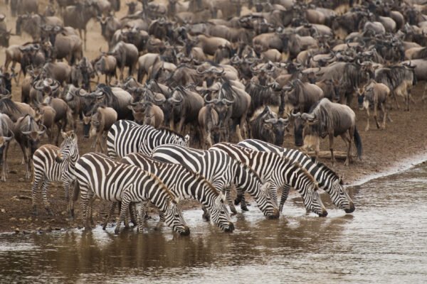 Migratie in de Masai Mara - lastminute vakantie aanbiedingen