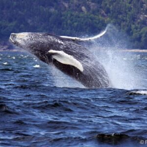 Natuur en cultuur in Oost-Canada - lastminute vakantie aanbiedingen