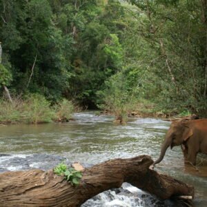 Natuurlijk Cambodja - lastminute vakantie aanbiedingen