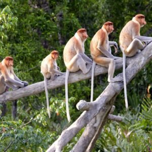 Natuurpracht van Borneo - lastminute vakantie aanbiedingen