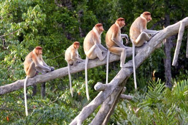 Natuurpracht van Borneo - lastminute vakantie aanbiedingen