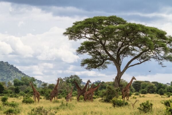 Noord-Tanzania & Zanzibar - lastminute vakantie aanbiedingen