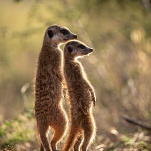 Noordkaap van Zuid-Afrika - lastminute vakantie aanbiedingen