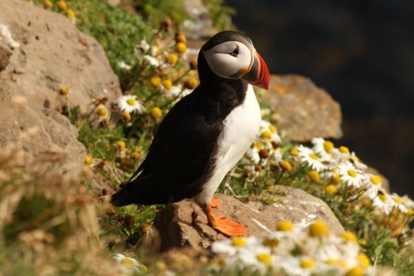 Nova Scotia en Newfoundland - lastminute vakantie aanbiedingen