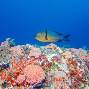 Onderwaterwereld van Wakatobi - lastminute vakantie aanbiedingen