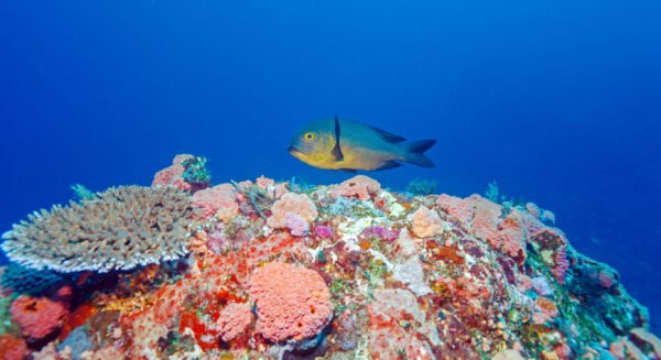 Onderwaterwereld van Wakatobi - lastminute vakantie aanbiedingen