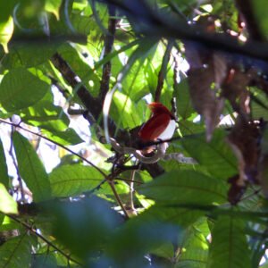 Paradijsvogels van Nimbokrang - lastminute vakantie aanbiedingen