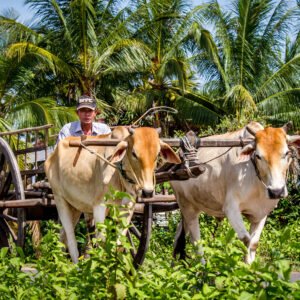 Puur Cambodja - lastminute vakantie aanbiedingen