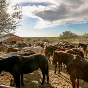 Ranchverblijf in Tucson - lastminute vakantie aanbiedingen