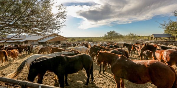 Ranchverblijf in Tucson - lastminute vakantie aanbiedingen