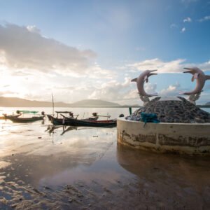 Roze dolfijnen bij Khanom Beach - lastminute vakantie aanbiedingen