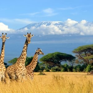 Safari Discover Kenia Deluxe - lastminute vakantie aanbiedingen