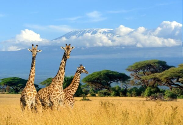 Safari Discover Kenia Deluxe - lastminute vakantie aanbiedingen