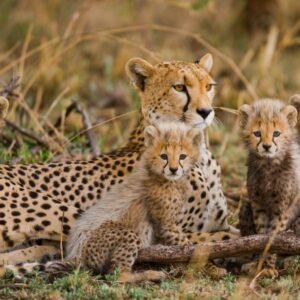 Safari Discover Tanzania Deluxe - lastminute vakantie aanbiedingen