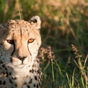 Safari Dwars door Kenia - lastminute vakantie aanbiedingen