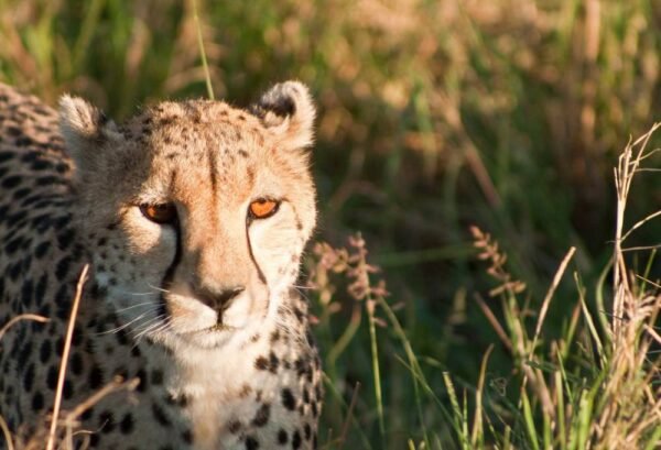 Safari Dwars door Kenia - lastminute vakantie aanbiedingen