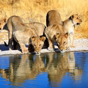 Safari Etosha naar Victoria Falls - lastminute vakantie aanbiedingen