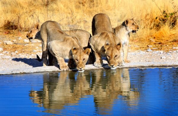 Safari Etosha naar Victoria Falls - lastminute vakantie aanbiedingen