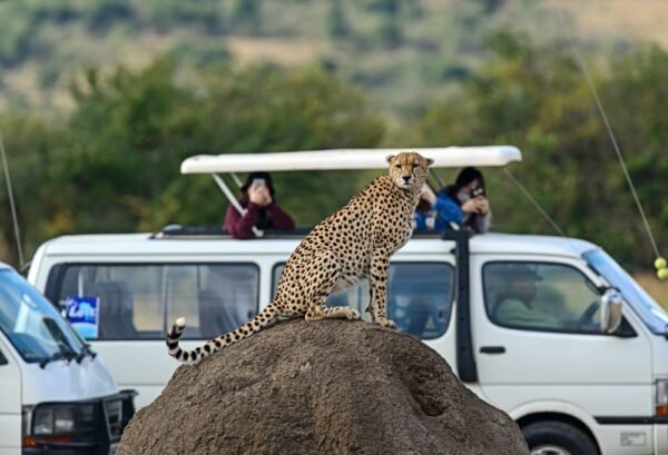 Safari Kenia Highlights Deluxe - lastminute vakantie aanbiedingen