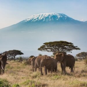 Safari Klassiek Kenia - lastminute vakantie aanbiedingen