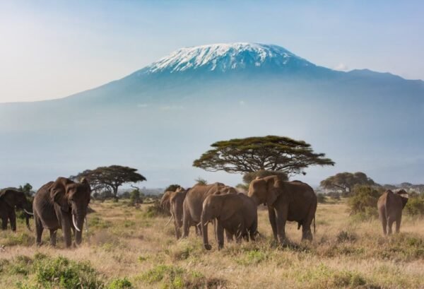 Safari Klassiek Kenia - lastminute vakantie aanbiedingen