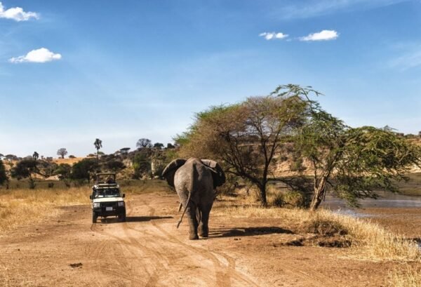 Safari Tanzania Highlights Deluxe - lastminute vakantie aanbiedingen