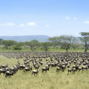 Safari Tanzania Highlights - lastminute vakantie aanbiedingen