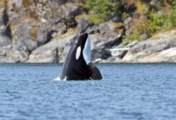 Short Break Vancouver en Vancouver Island - lastminute vakantie aanbiedingen