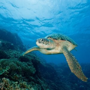 Snorkelen in Zuid-Kalimantan - lastminute vakantie aanbiedingen