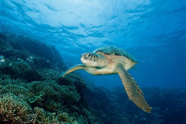 Snorkelen in Zuid-Kalimantan - lastminute vakantie aanbiedingen