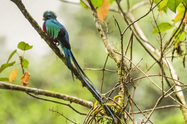 Spot de quetzal - lastminute vakantie aanbiedingen